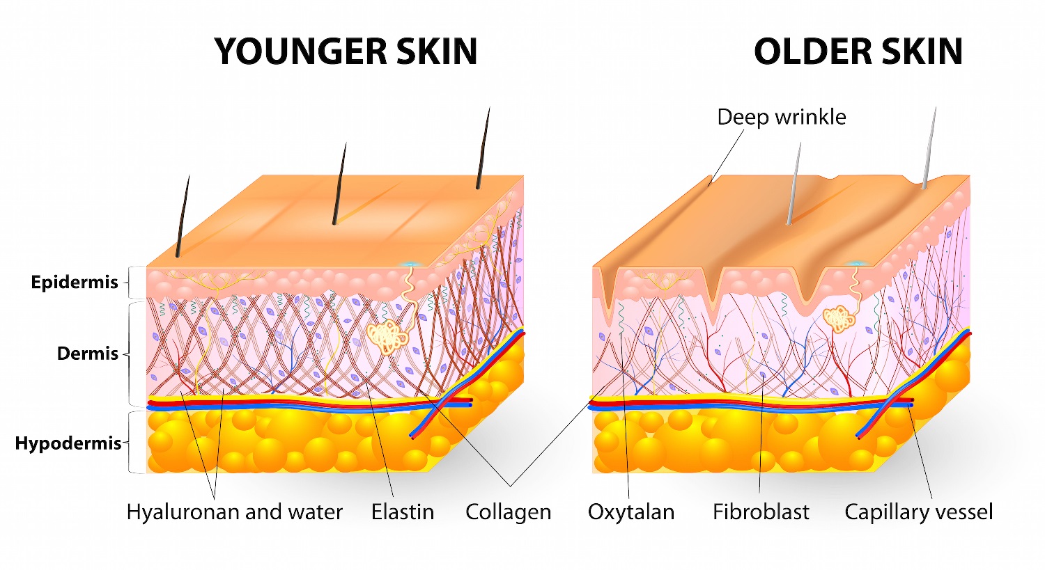 co-nen-uong-nuoc-collagen