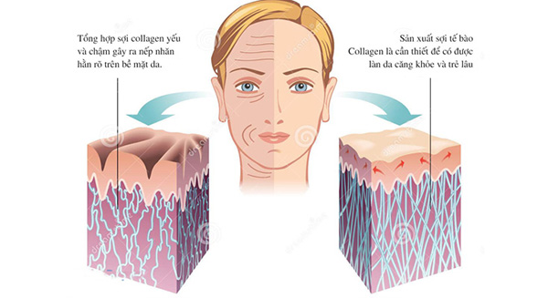 san-sinh-collagen
